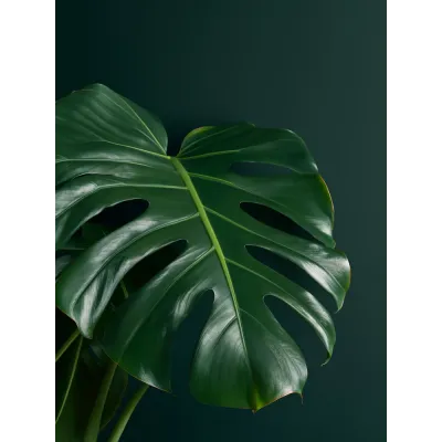 Büyük Monstera Yaprakları Kanvas Tablo