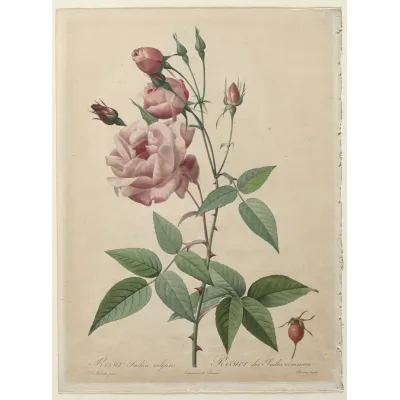 Henry-Joseph Redouté Bengal Gülü Kanvas Tablo