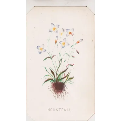 Louis Prang & Co. Kökleriyle Houstonia Çiçeği Kanvas Tablo