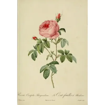 Pierre-Joseph Redouté Burgonya Gülü Kanvas Tablo