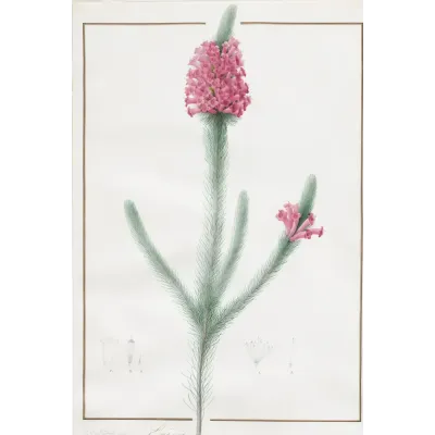 Pierre-Joseph Redouté Funda Çiçeği (Erica) Kanvas Tablo