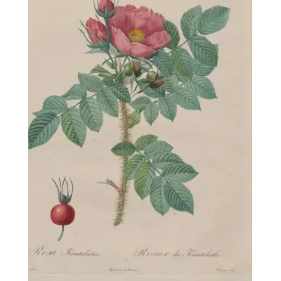 Pierre-Joseph Redouté Kamçatka Gülü Kanvas Tablo