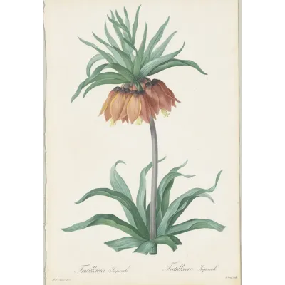Pierre-Joseph Redouté Ters Lale (Fritillaria) Kanvas Tablo