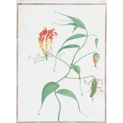 Pierre-Joseph Redouté Tırmanan Zambak (Gloriosa) Kanvas Tablo