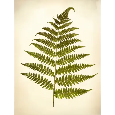 Vintage Botanik Eğrelti Otu Kanvas Tablo