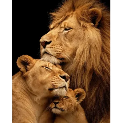 Aslan Ailesi Kanvas Tablo