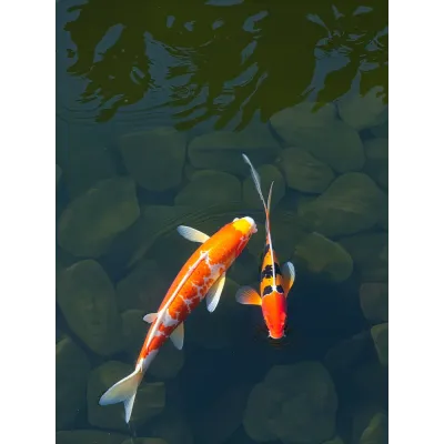 Modern Koi Balıkları Kanvas Tablo