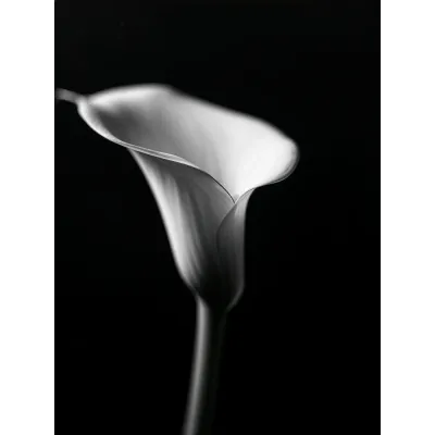 Minimal Siyah Beyaz Kala Zambağı Kanvas Tablo