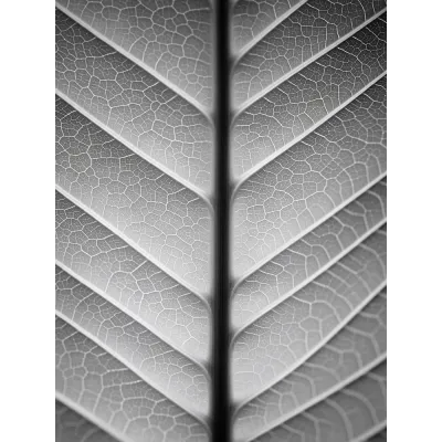 Minimal Siyah Beyaz Yaprak Damarları Kanvas Tablo