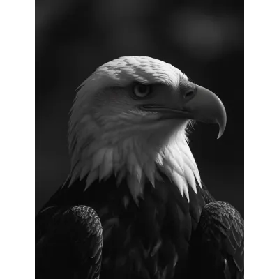Siyah Beyaz Film Kartal Kanvas Tablo