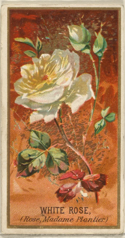 Goodwin & Company Vintage Beyaz Gül Kartı Kanvas Tablo