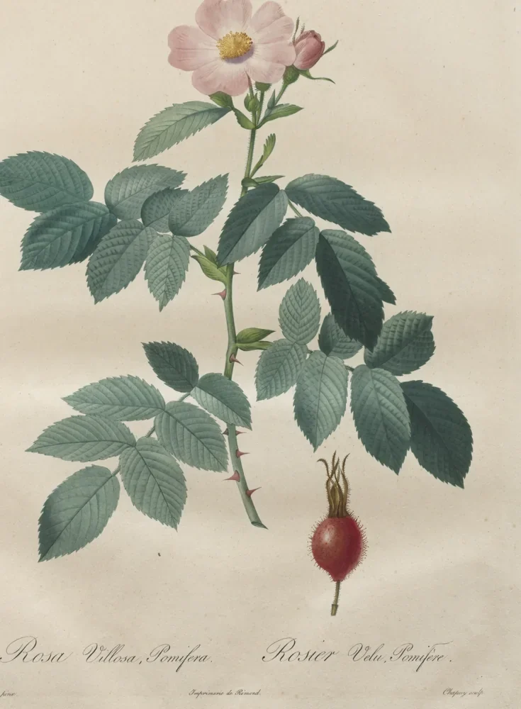 Henry-Joseph Redouté Elma Gülü Kanvas Tablo