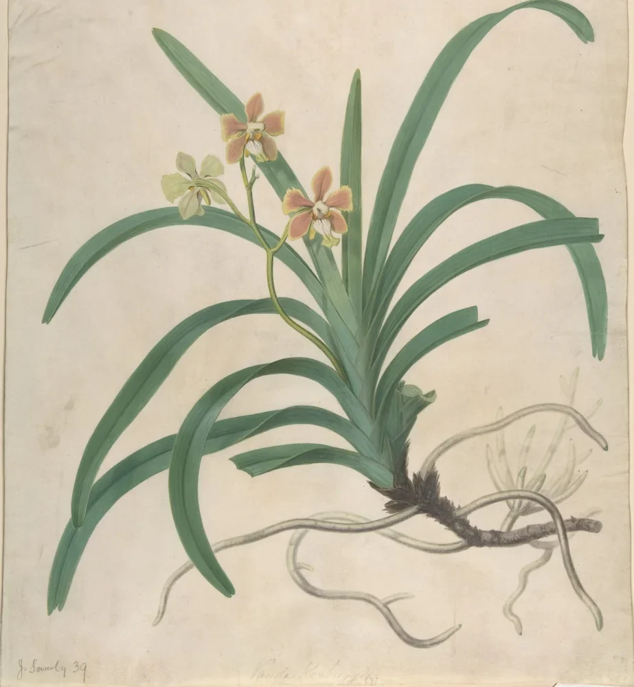 James Sowerby Vanda Orkidesi Kanvas Tablo