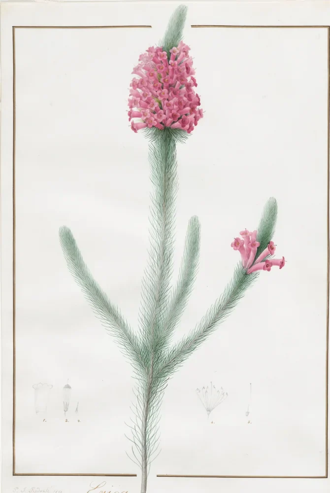 Pierre-Joseph Redouté Funda Çiçeği (Erica) Kanvas Tablo
