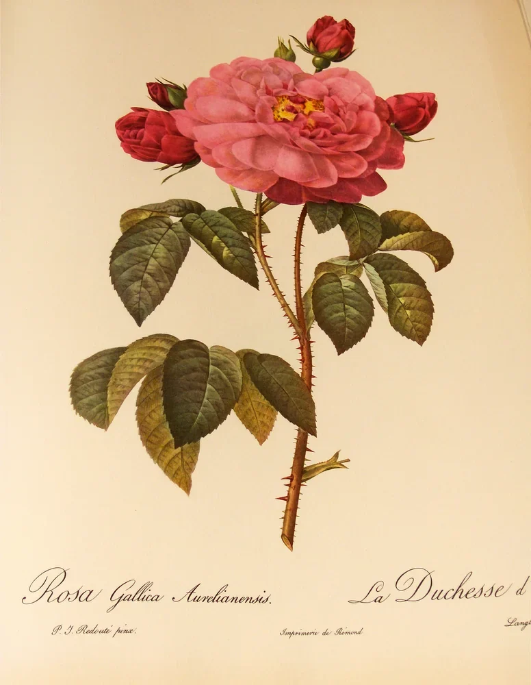 Pierre-Joseph Redouté Orléans Gülü Kanvas Tablo
