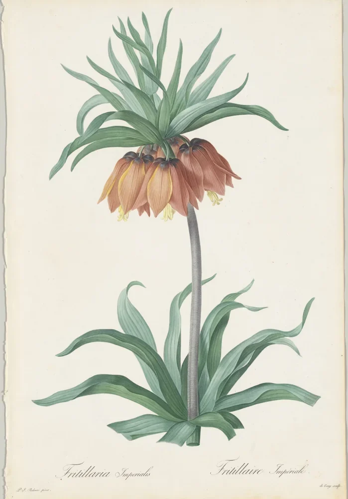 Pierre-Joseph Redouté Ters Lale (Fritillaria) Kanvas Tablo
