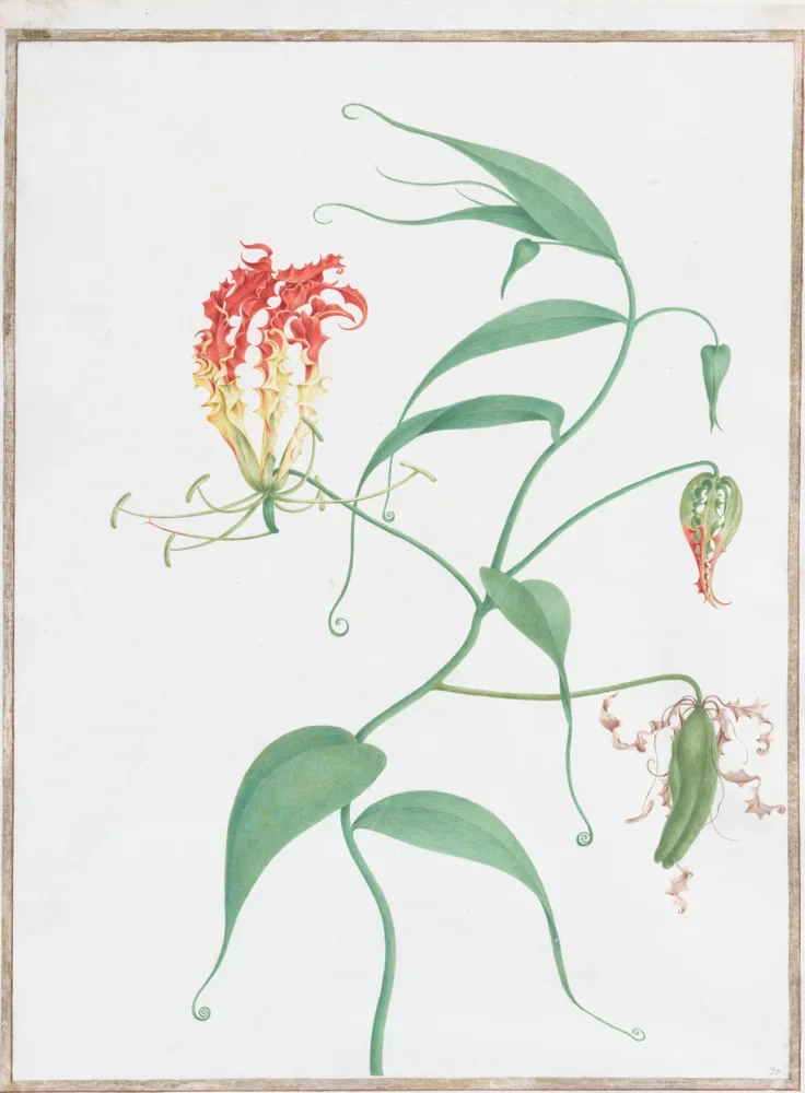 Pierre-Joseph Redouté Tırmanan Zambak (Gloriosa) Kanvas Tablo