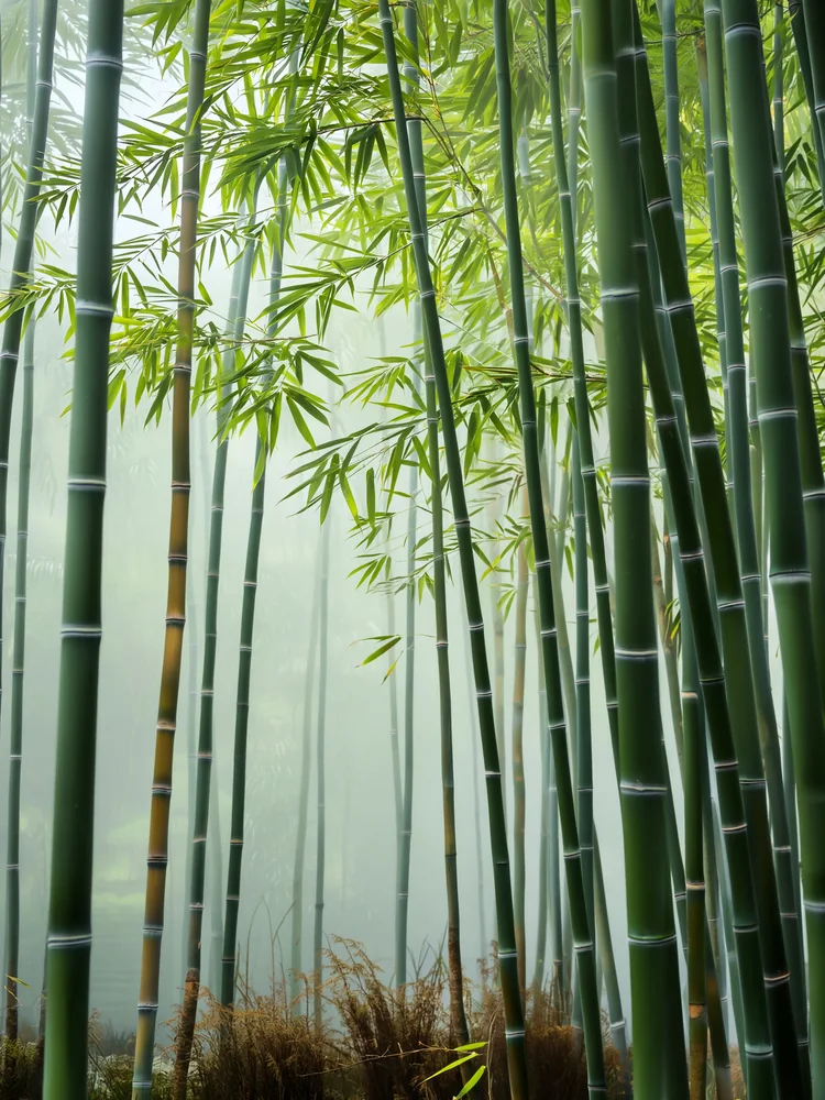 Modern Bambu Ormanı Kanvas Tablo