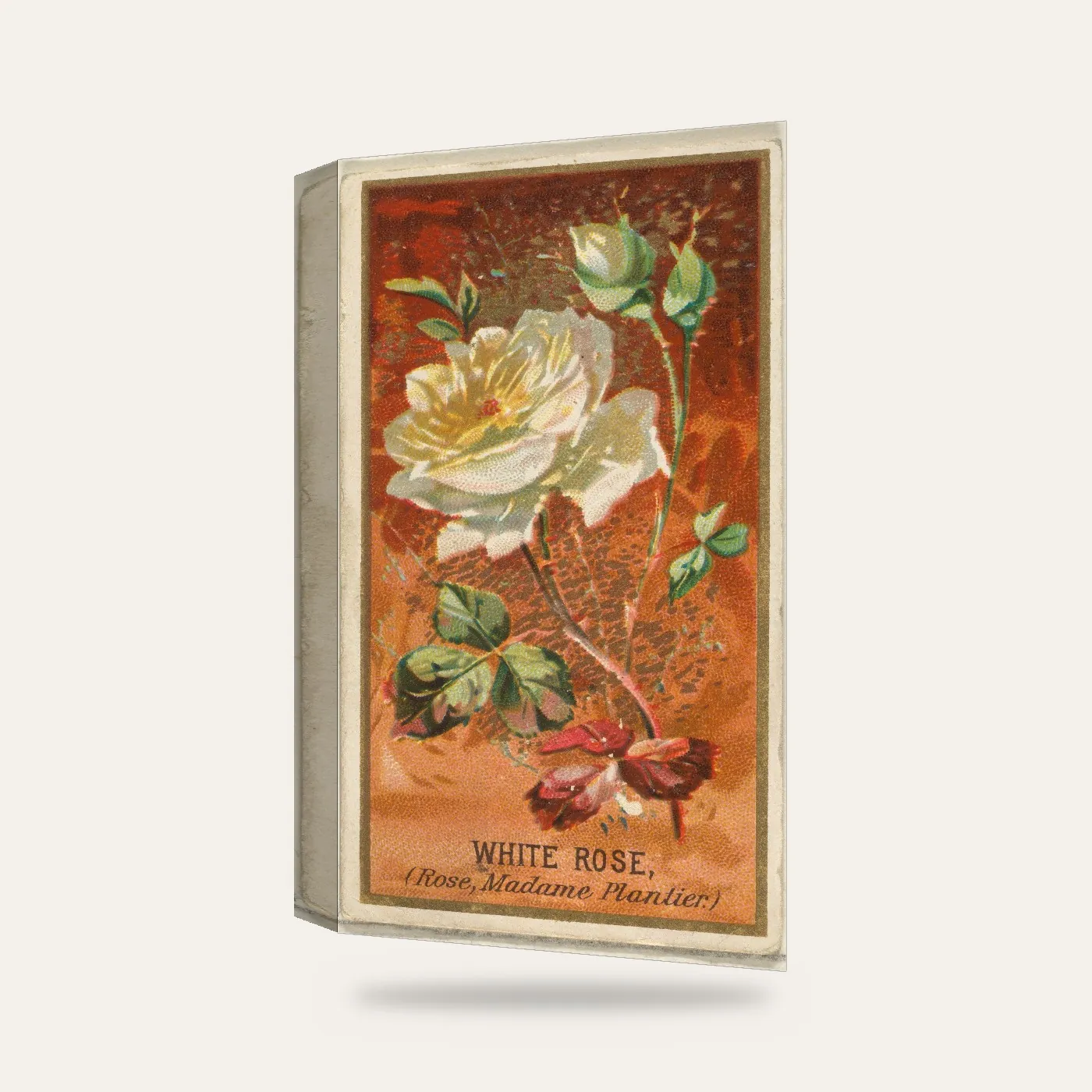 Goodwin & Company Vintage Beyaz Gül Kartı Kanvas Tablo — 3 boyutlu görünüm