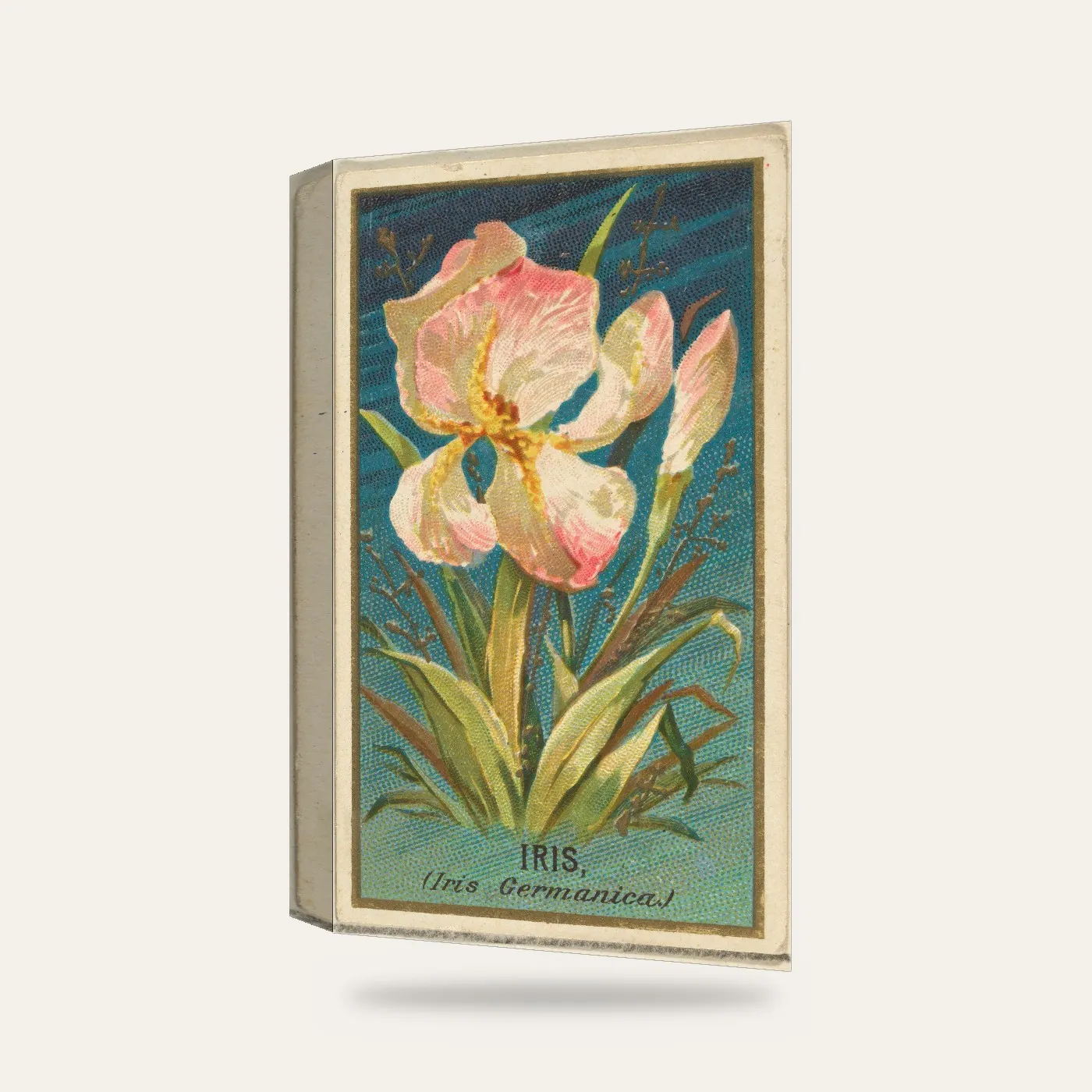 Goodwin & Company Vintage Süsen Kartı Kanvas Tablo — 3 boyutlu görünüm