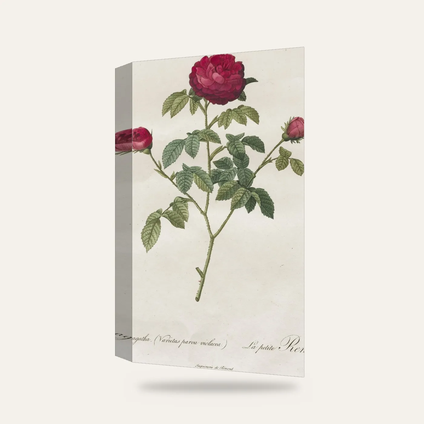 Henry-Joseph Redouté Provence Gülü Kanvas Tablo — 3 boyutlu görünüm