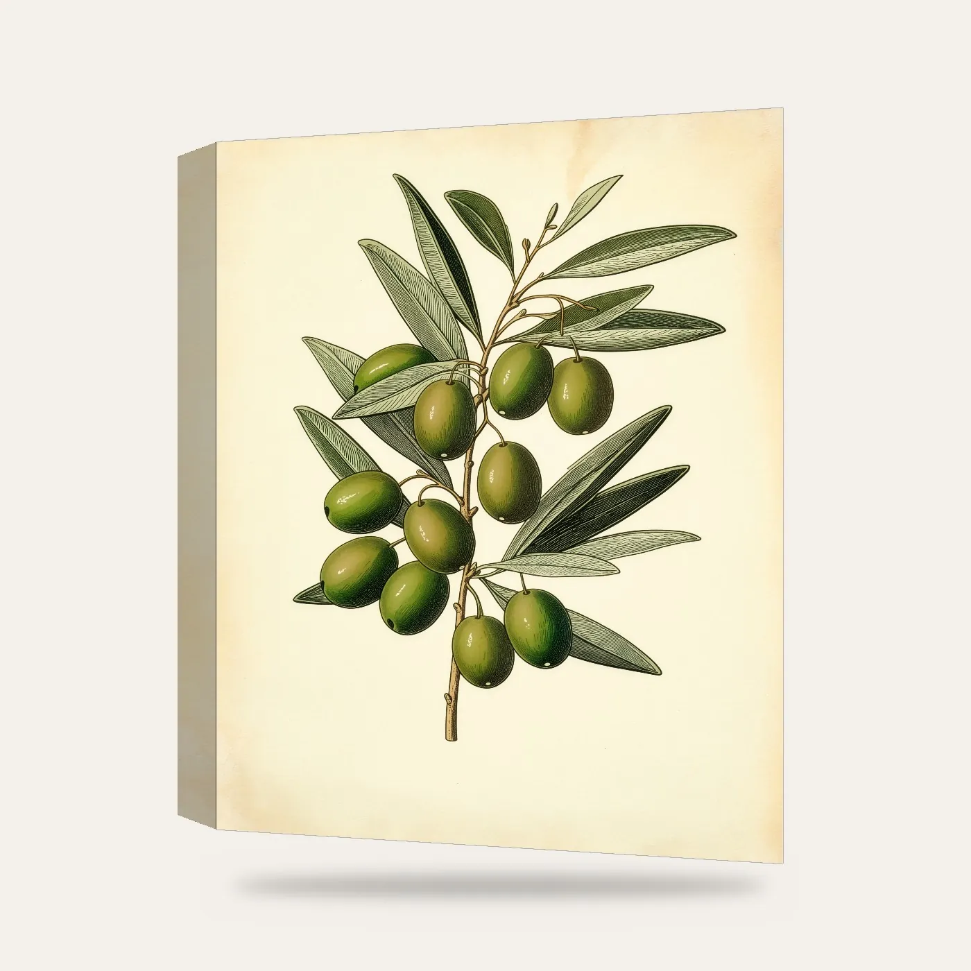 Vintage Botanik Zeytin Dalı Kanvas Tablo — 3 boyutlu görünüm